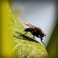 /album/www-cicajatek-hu/photolia-a04-jpg/